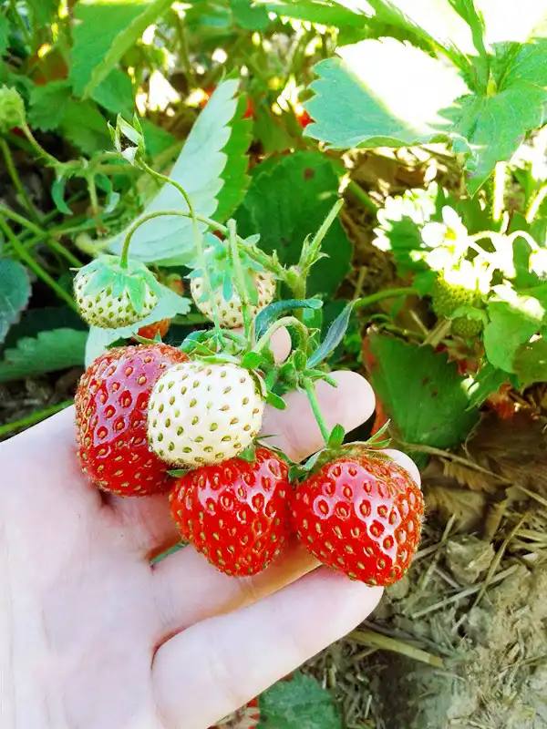 Thu hoạch dâu - việc làm thêm hè này của du học sinh ở lại Nga 3 1372753571637