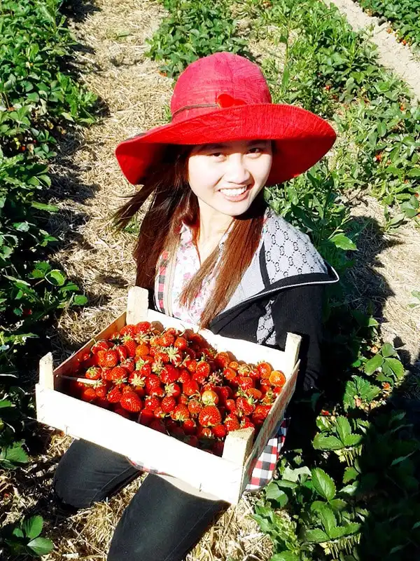 Thu hoạch dâu - việc làm thêm hè này của du học sinh ở lại Nga 4 1372753571642