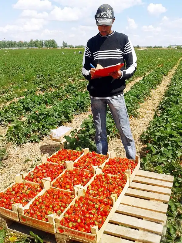 Thu hoạch dâu - việc làm thêm hè này của du học sinh ở lại Nga 6 1372753571644