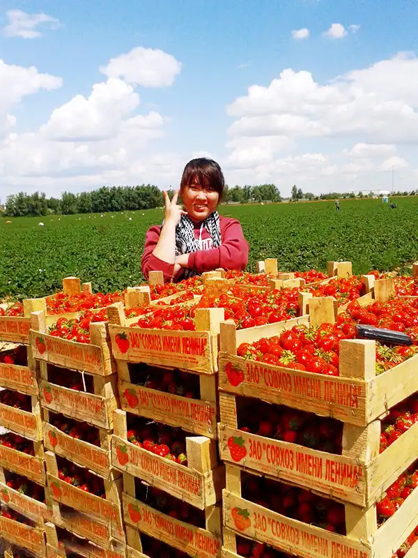 Thu hoạch dâu - việc làm thêm hè này của du học sinh ở lại Nga 5 1372753571647