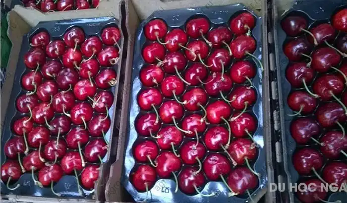 Du học Nga: mua gì làm quà khi về Việt Nam nghỉ hè? 1 343556