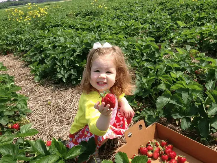 Thu hoạch dâu - việc làm thêm hè này của du học sinh ở lại Nga 2 Untitled-1