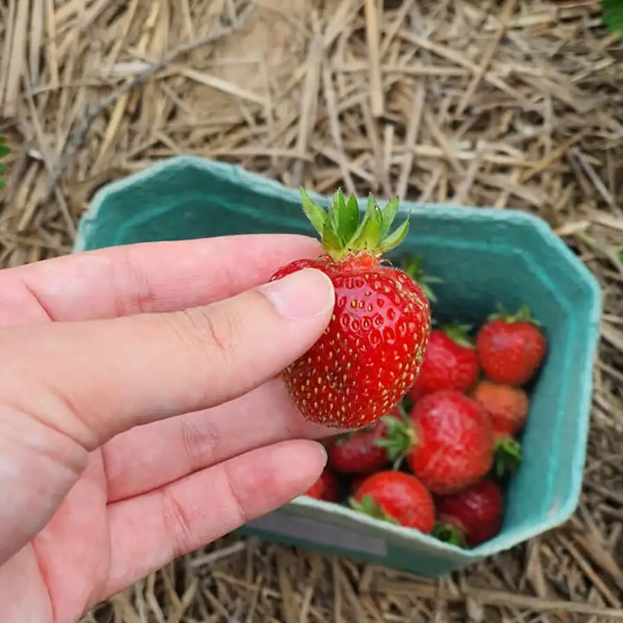 107526673 3046719798709976 960296873230520895 n