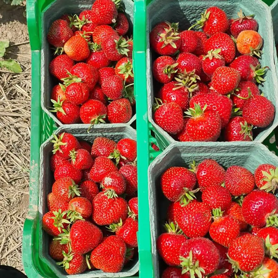 108847050 3046720942043195 8138997527959016983 n