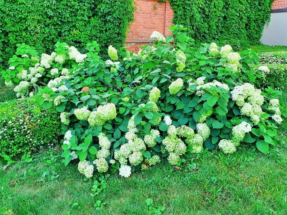 116910062 3126854204029868 4206202337400551464 n