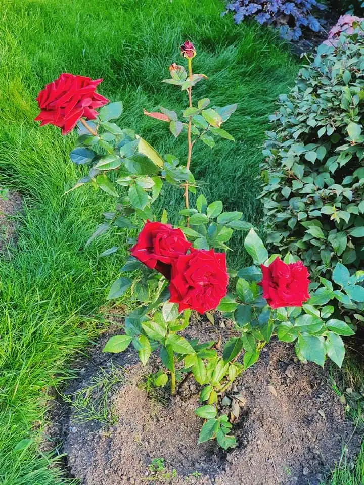 117030314 3126855110696444 1425359392275311325 n