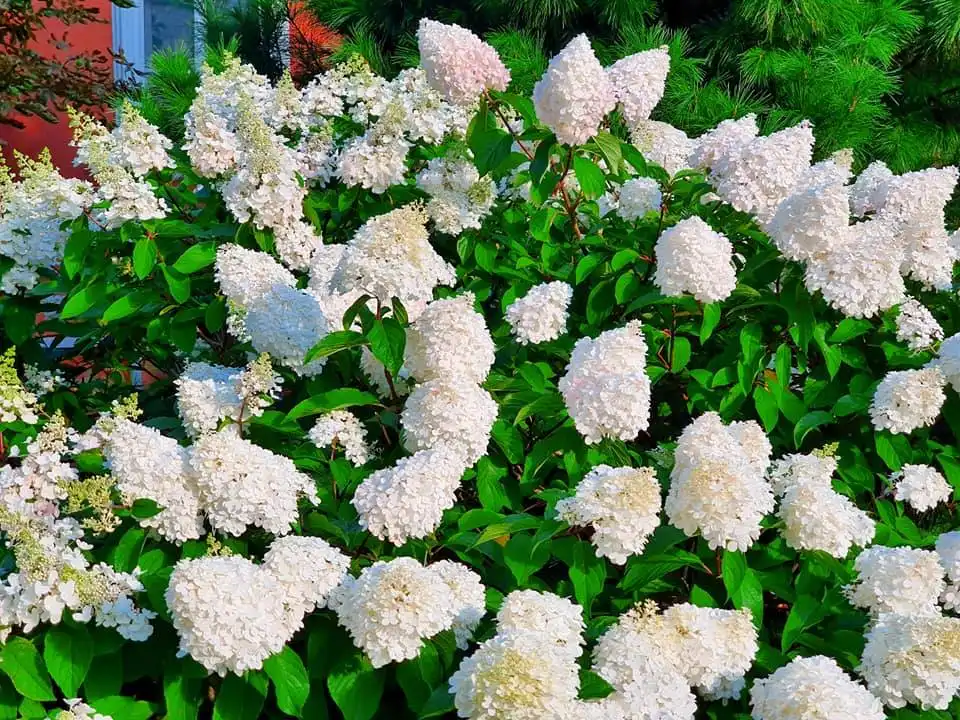 117165745 3126855227363099 7353710422411293920 n