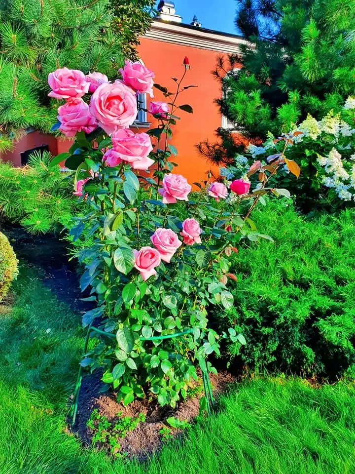 117391625 3126855040696451 6888925481977522163 n