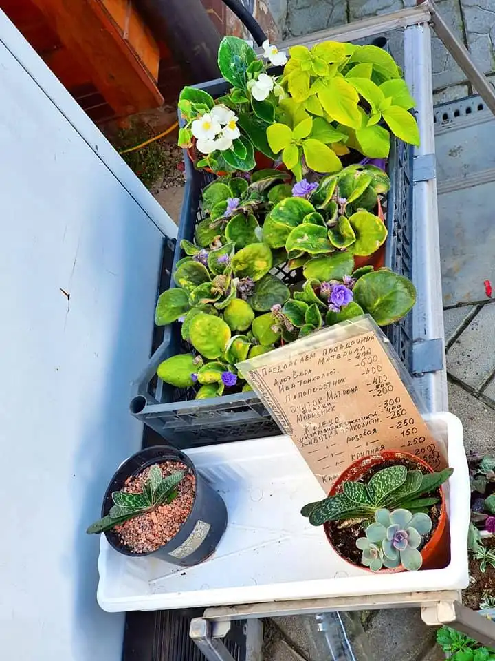 117444929 3126855397363082 7433081940713996968 n