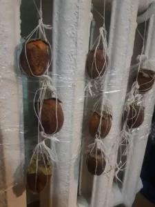 Nữ du học sinh Việt chia sẻ cách tự làm 'hồng treo gió' bằng lò sưởi 5 123798475 3399271283454824 8373473379796465643 n