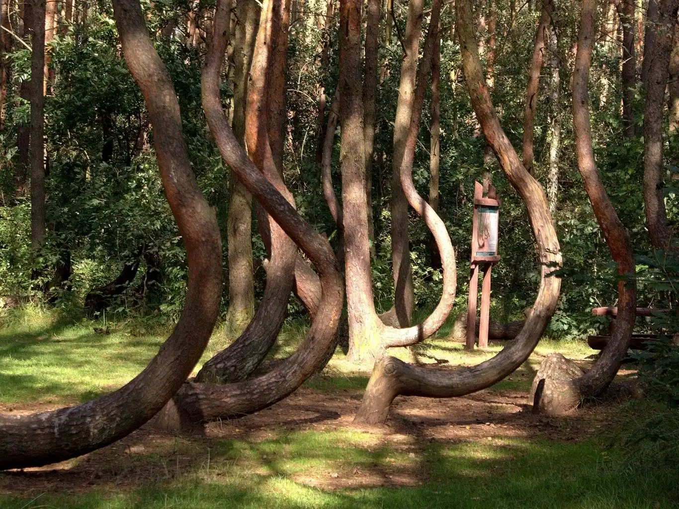 kaliningrad khu rung nhay mua