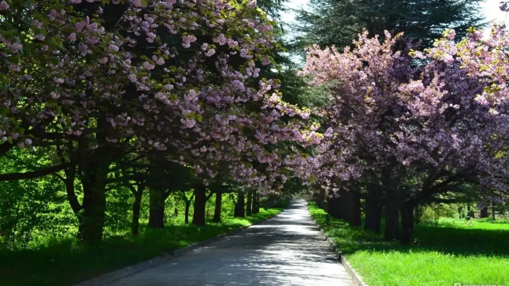 stavropol vuon thuc vat